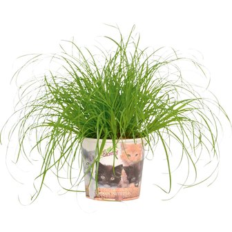 Petcandy Cyperus kant en klaar